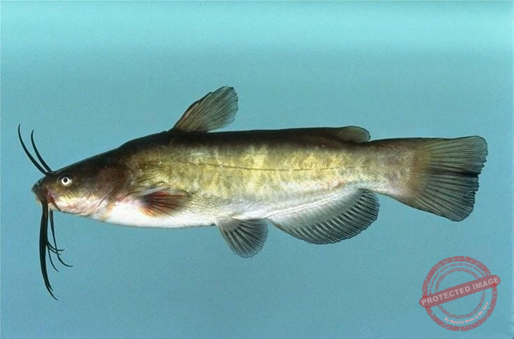 How to Identify Catfish