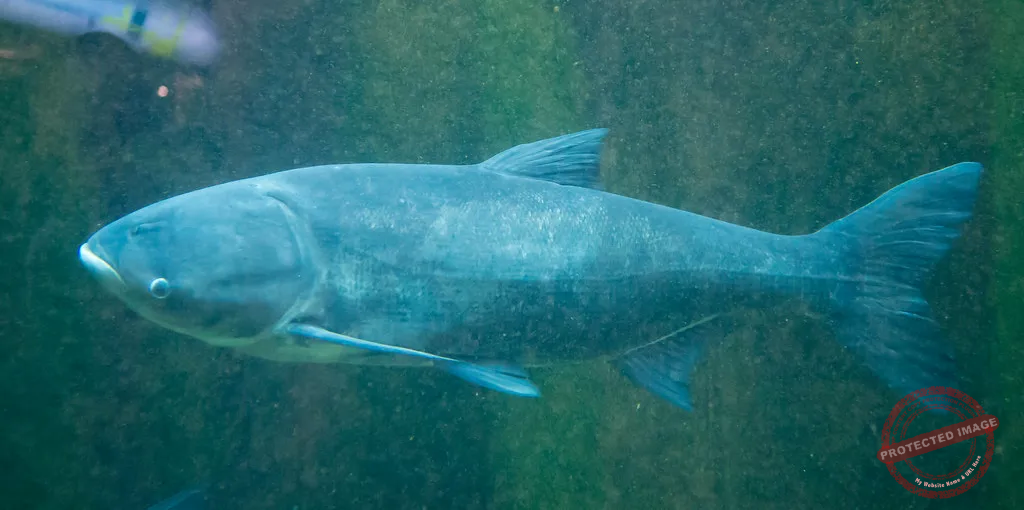 the invasive bighead carp