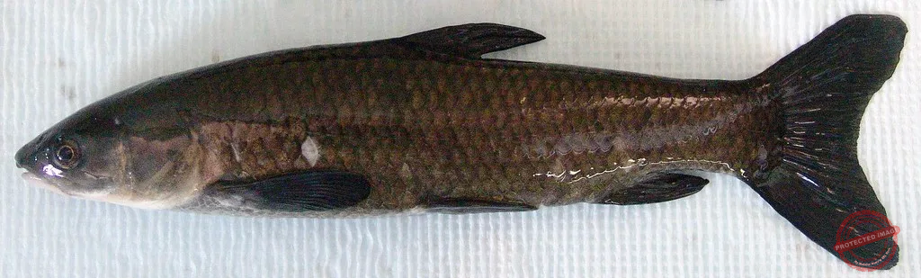 black carp are invasive also