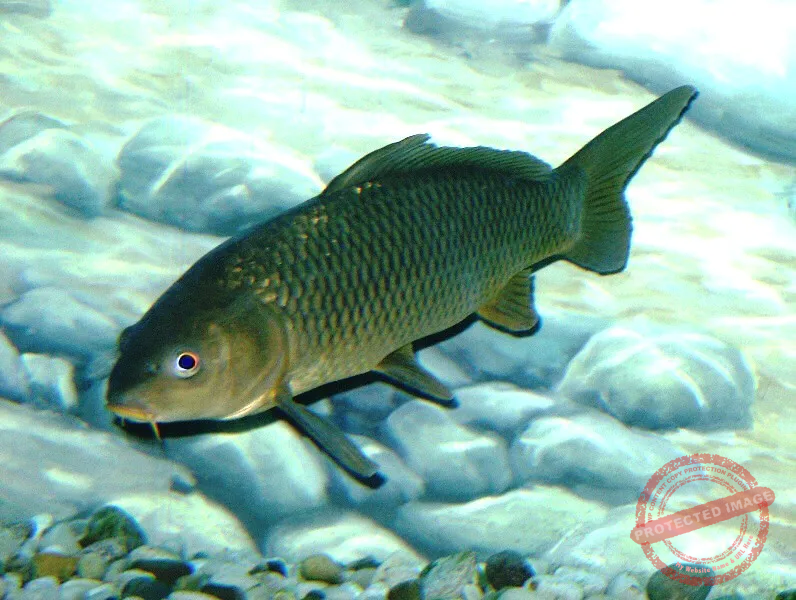 common carp
