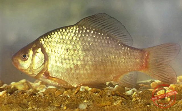 crucian carp