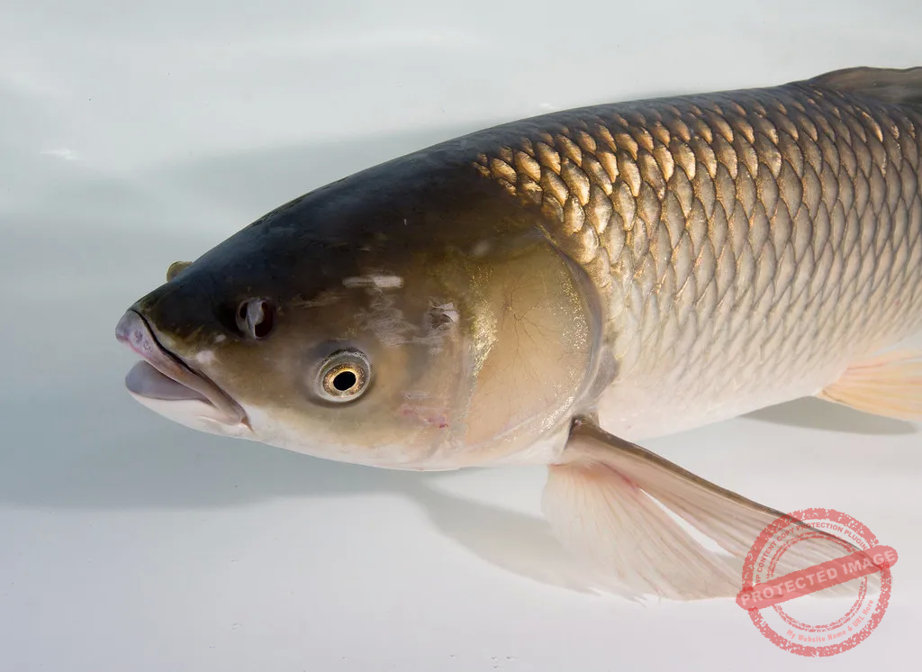 the grass carp may or may not be a problem