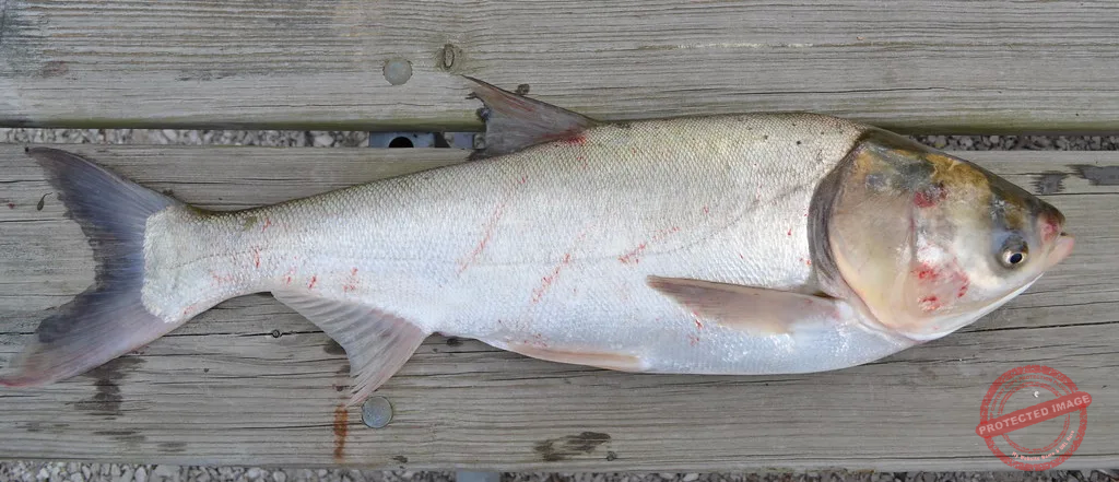 silver carp are invasive