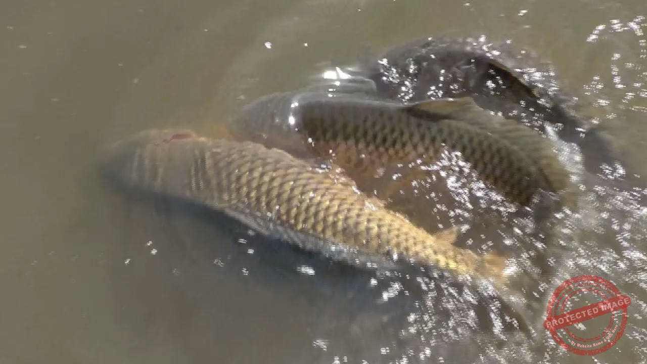 Carp Behavior